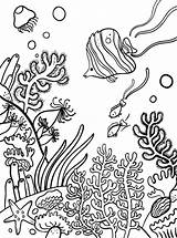 Korallenriff Koraal Rif Malvorlage Stimmen sketch template