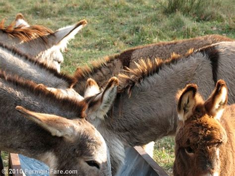 farmgirl fare friday dose  cute donkey ears