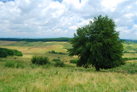 tree  summer freebigpicturescom