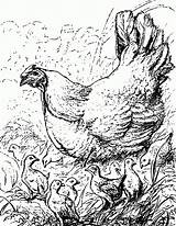Hen Coloring Pages sketch template