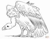 Vulture Colorear Urubu Desenho Geier Buitre Gallinazo Buitres Ausmalbild Avvoltoio Supercoloring sketch template