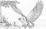Adler Bald Malvorlagen Osprey Pescatore Falco Mandalas Aquila Aguila Harpy Cazando Eagles Serpente Ausdrucken Attacca Kleurplaten Schlange Stampare Farbe Animales sketch template