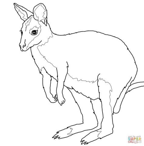 australian animals coloring pages  printable pictures