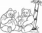 Pandas Coloring Sweet Funny Two sketch template