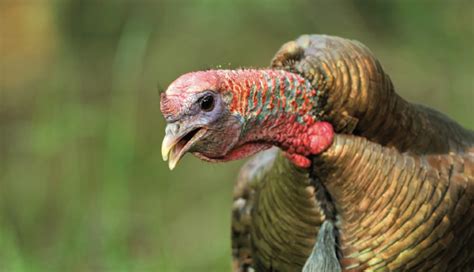 turkey sounds      mossy oak gamekeeper