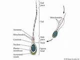 Centriole Sperm Centrioles Functions Jotscroll sketch template