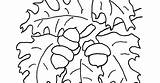 Acorns Leaves sketch template