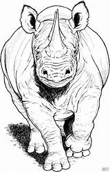 Rinoceronte Negro Rhinoceros Supercoloring Charging Vinyl Designlooter Malvorlagen Rinocerontes Dá Utilizar Wildlife Sketchbook Edin sketch template