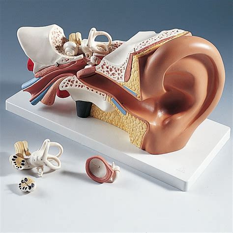 human ear model carolinacom