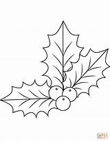 Holly Coloring Pages Mistletoe Drawing Christmas Xmas Berry Simple Printable Template Color Leaf Berries Sheets Print Dot sketch template