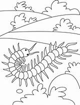 Centipede Coloring Pages Field Kids Animal Round Insect Colouring Insects Sheets Choose Board Preschool Results sketch template