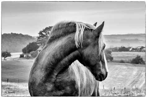 pferdeblick  schwarz weiss foto bild natur schwarz weiss pferde