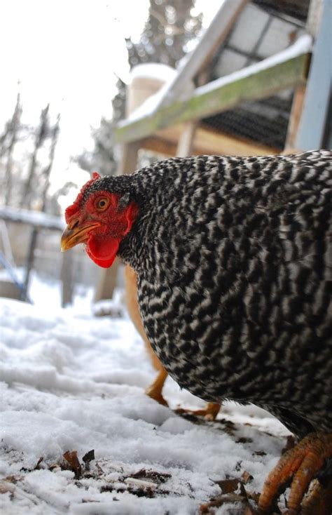 winter chicken keeping mistakes  avoid  season chickens