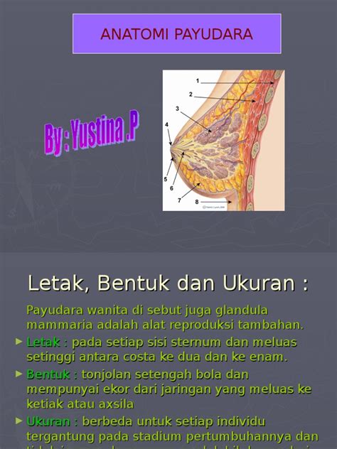 Anatomi Payudara Pdf