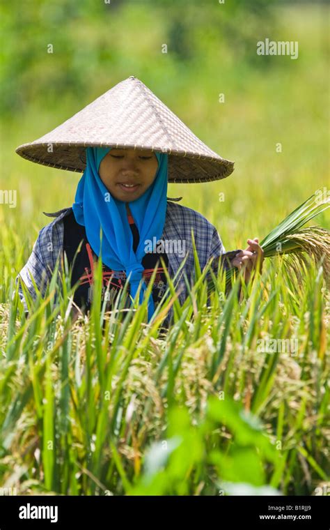 Woman Wearing A Traditional Straw Hat Working On A Rice Paddy Lombok