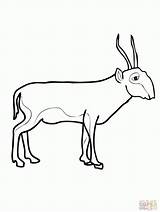 Antelope Saiga Popular sketch template