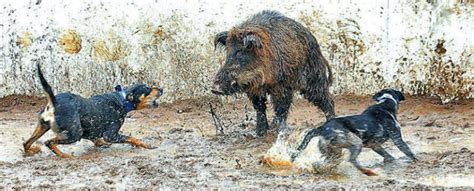 hog hunting  dogs    facts instructions