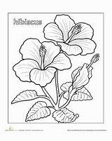 Hibiscus Samoan Tsgos sketch template