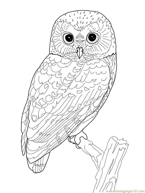 owl coloring pages  girls  getcoloringscom  printable