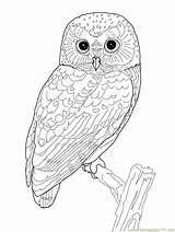Owl Coloring Pages Visit Printable Animal Kids Adults Elf sketch template