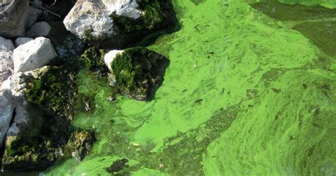 peak algae season heres     blue green algae