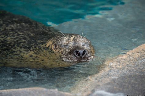 national zoo seals video   cute     sleep