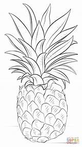 Pineapple Coloring Pages Drawing Printable Ananas Dessin Supercoloring Tutorials sketch template