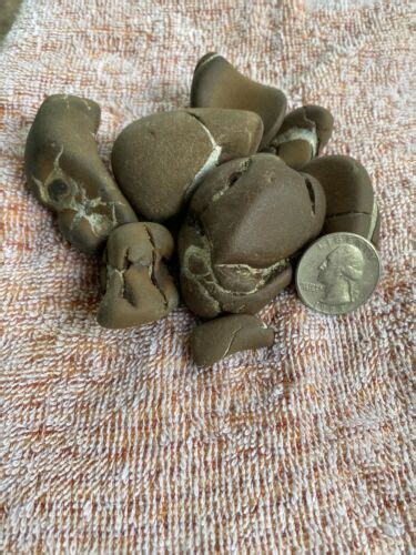 lot   lake michigan septarian lightening stones ebay