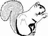 Squirrel Coloring Printable Pages Clipart Print Kids Squirrels Clip Eekhoorn Drawing Cartoon Color Cute Acorn Chipmunk Cliparts Sleeping Target Sheets sketch template