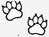 Paw Scratches Clemson Rabun Wildcats Paws Nicepng Pinclipart sketch template