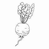 Turnip Coloring Pages Food Surfnetkids sketch template