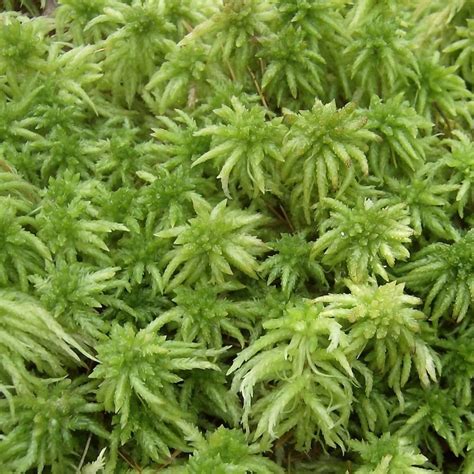 sphagnum moss  gallon buy   united arab emirates