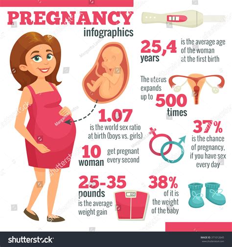 pregnancy infographics pregnant woman embryo uterus stock vector
