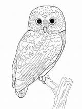 Owl Coloring Pages Realistic Kids Drawings Adult Printable Bird sketch template