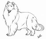 Collie sketch template
