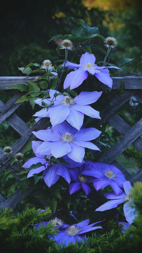 fleur flower flor blue