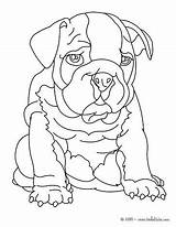 Bulldog Coloring Pages Printable English Getcolorings sketch template