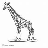 Zoo Giraffe Coloring Pages Color sketch template