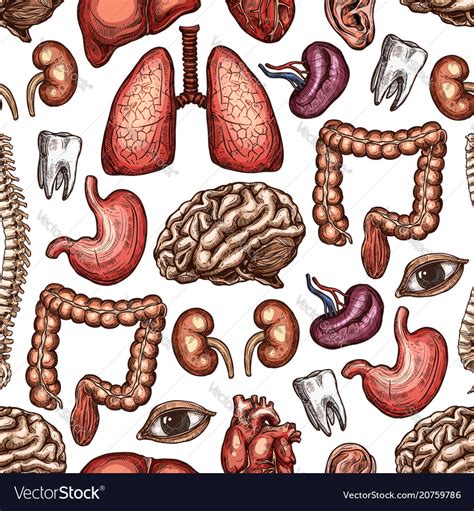 anatomy seamless pattern background of human organ