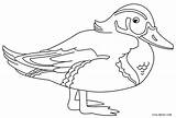 Duck Kaczka Ente Kolorowanka Malvorlagen Kolorowanki Enten Ausmalbilder Cool2bkids Wydruku Druku Ausdrucken Coloringfolder sketch template