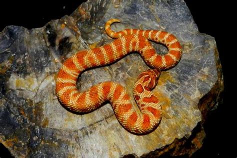 connected  petsphoto gallery hognose snakes brick red banded anaconda