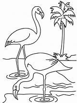 Drawing Coloring Swans Flamingo Pages Kids Getdrawings Choose Board sketch template