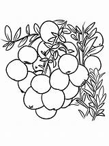Cranberry Cranberries Bog sketch template