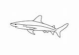 Haifisch Malvorlage Ausmalbilder Ausdrucken Drucken Malvorlagen sketch template