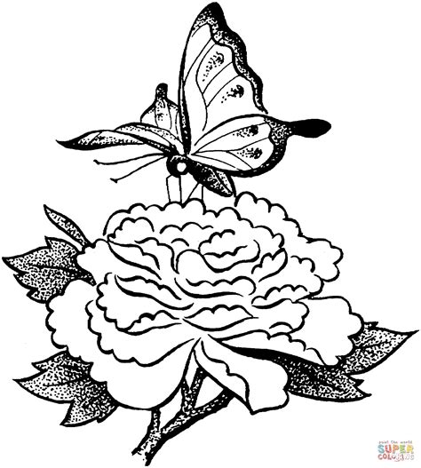 gambar butterfly flower coloring page  printable pages click