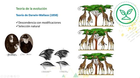 Cápsula Teorías Sobre El Origen Y Evolución De Las Especies