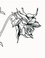 Columbine Flower Drawing Clipartmag Botanical sketch template