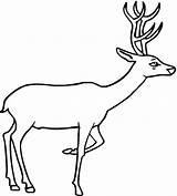 Deer Coloring Pages Drawing Printable Kids Clipart Line Animal Template Print Outline Dear Wildlife Baby Animals Templates Tailed Whitetail Curious sketch template