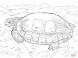 Coloring Pages Tortoise Desert Sulcata Printable Print Drawing Popular sketch template