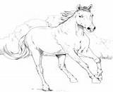 Horse Coloring Pages Printable Anatomy Mustang Mare Book sketch template